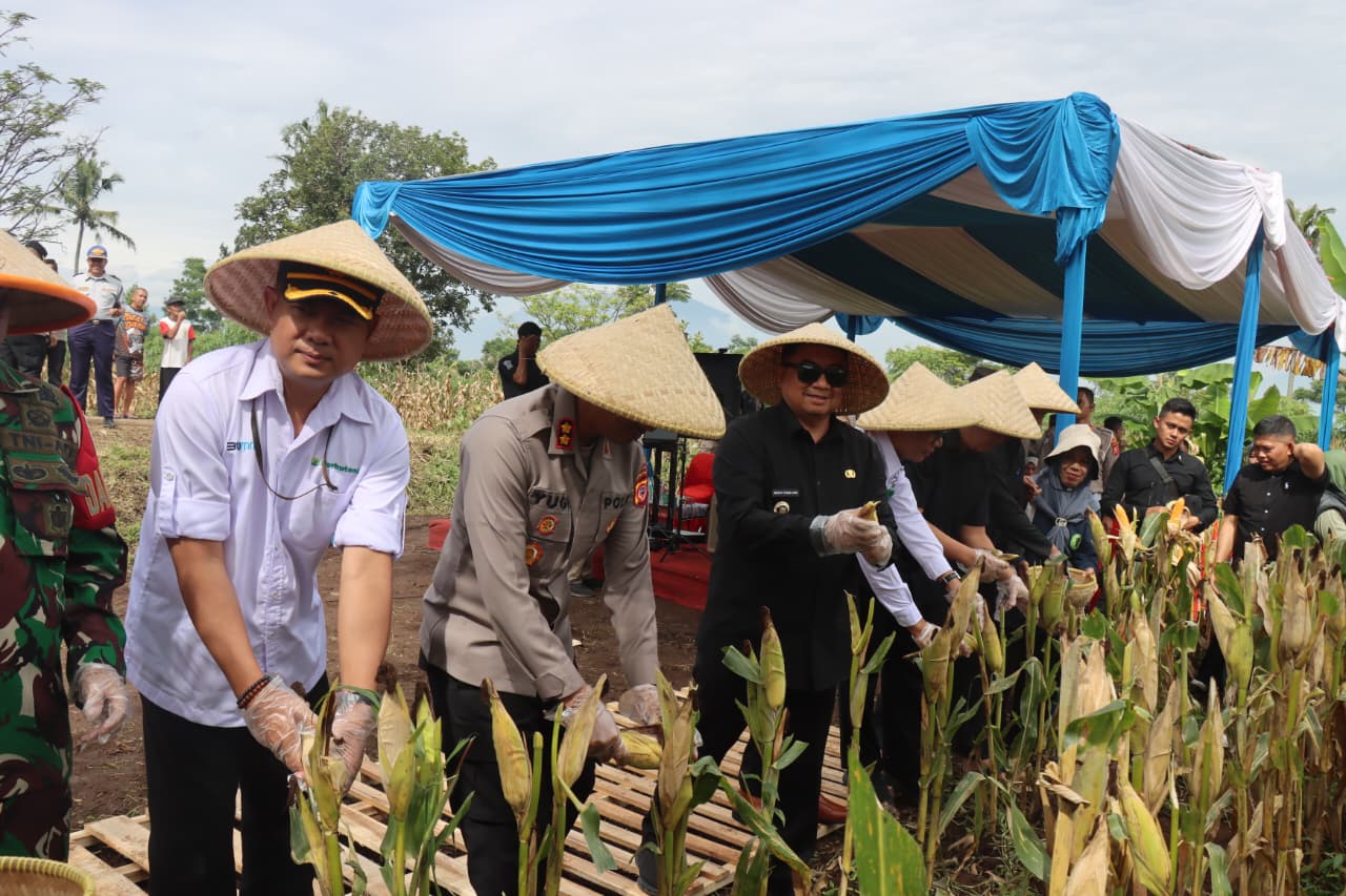 Polres Garut Panen Raya Jagung Bersama Forkopimda, Wujud Nyata Dukung Swasembada Pangan
